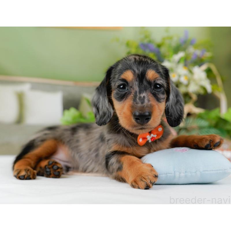 販売中の神奈川県のミニチュアダックスフンド(ロングヘアード)-424528の10枚目