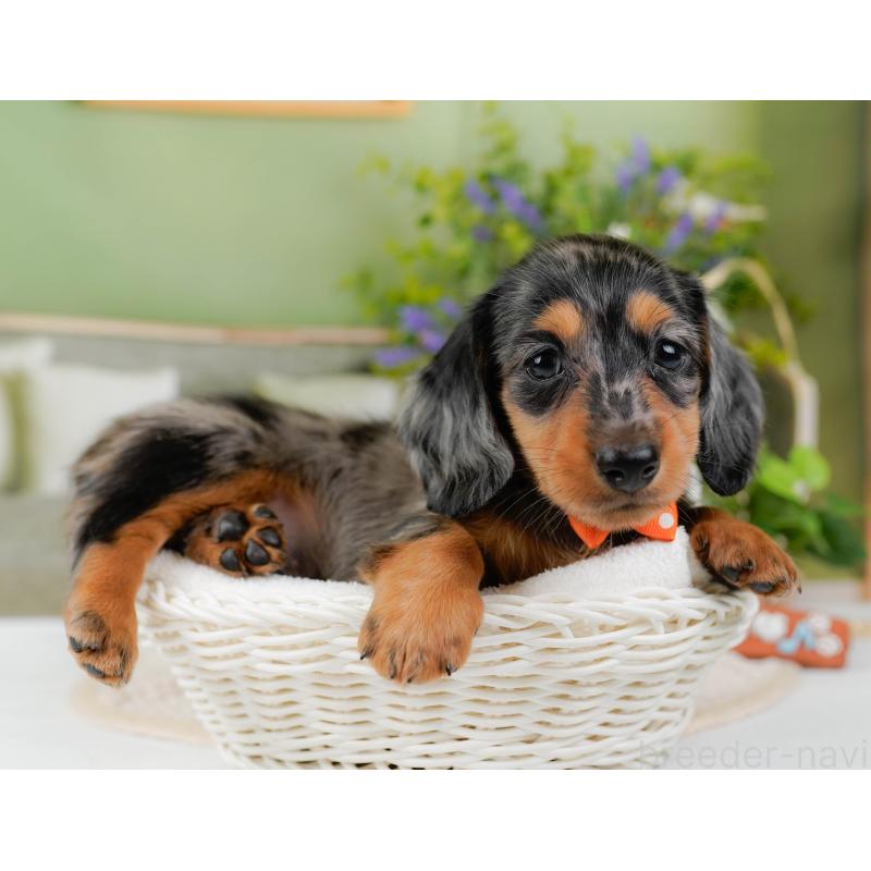 販売中の神奈川県のミニチュアダックスフンド(ロングヘアード)-424528の9枚目