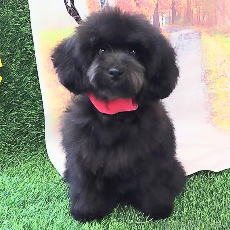 販売中の神奈川県のトイプードル-419362