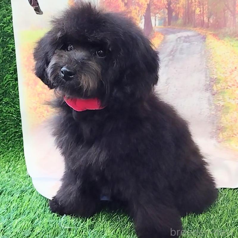 販売中の神奈川県のトイプードル-419362の6枚目