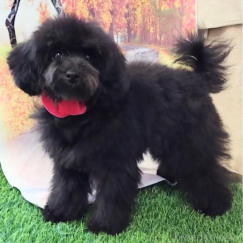 販売中の神奈川県のトイプードル-419362の5枚目