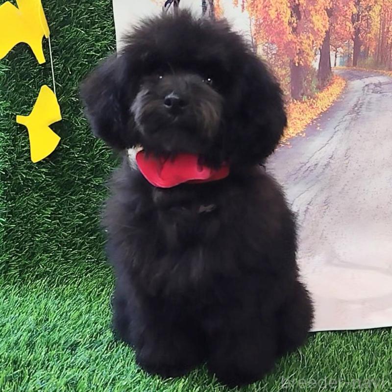 販売中の神奈川県のトイプードル-419362の4枚目