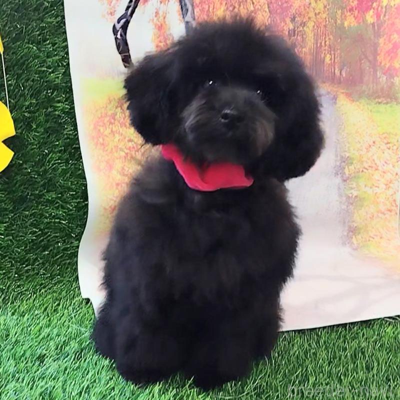 販売中の神奈川県のトイプードル-419362の3枚目