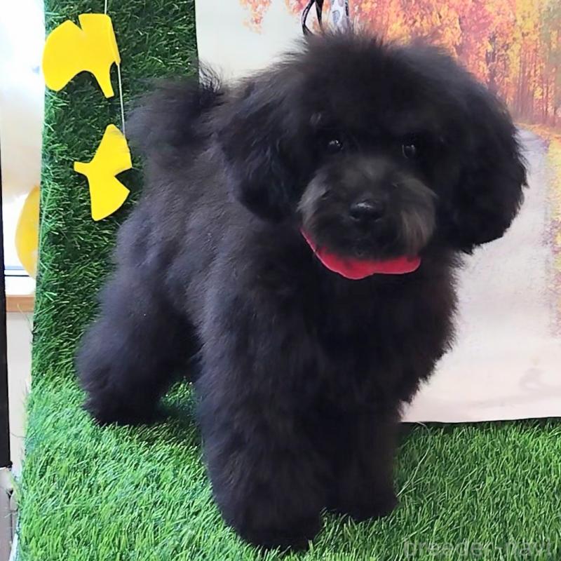 販売中の神奈川県のトイプードル-419362の2枚目