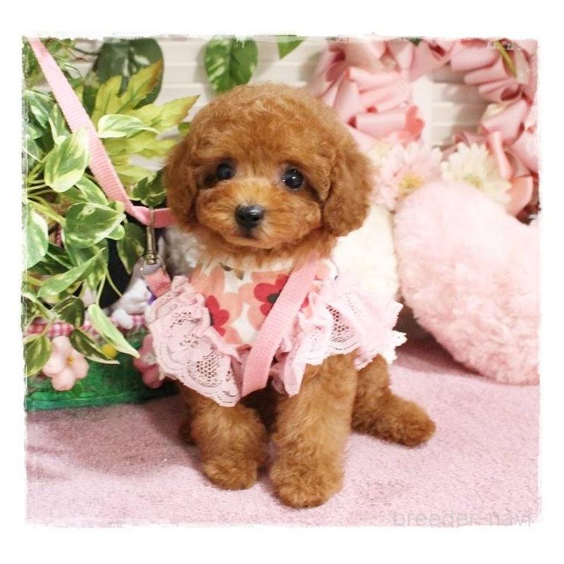 販売中の岡山県のタイニープードル-424529の11枚目