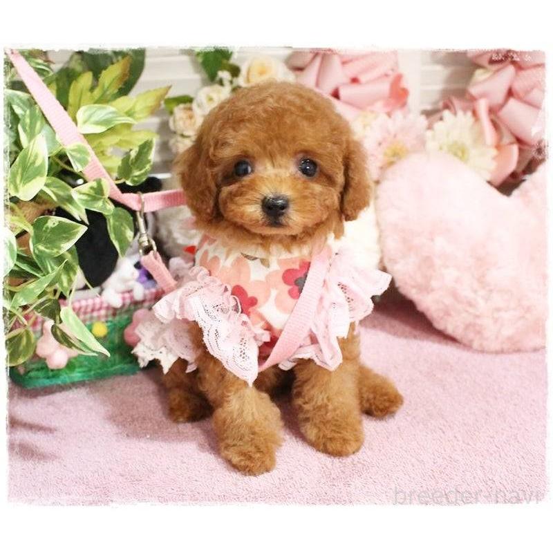 販売中の岡山県のタイニープードル-424529の10枚目