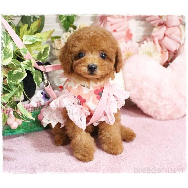 販売中の岡山県のタイニープードル-424529の9枚目