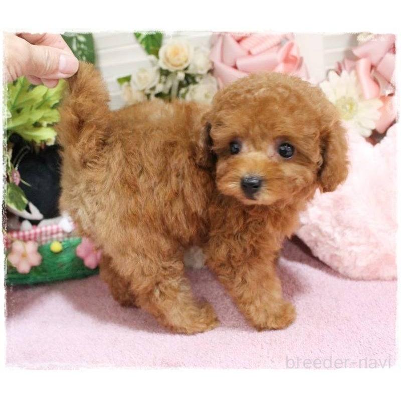 販売中の岡山県のタイニープードル-424529の8枚目