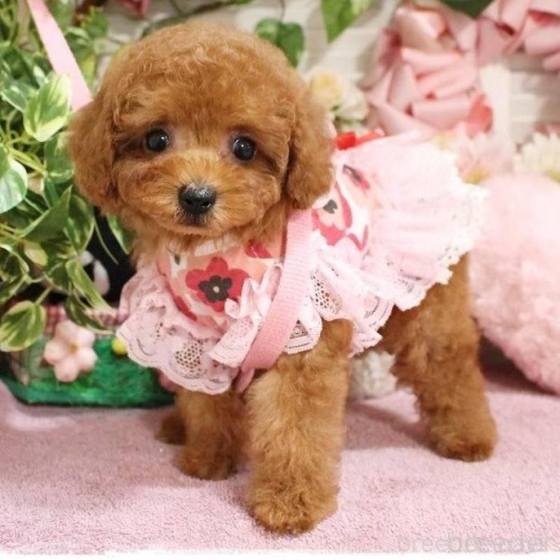 販売中の岡山県のタイニープードル-424529の7枚目