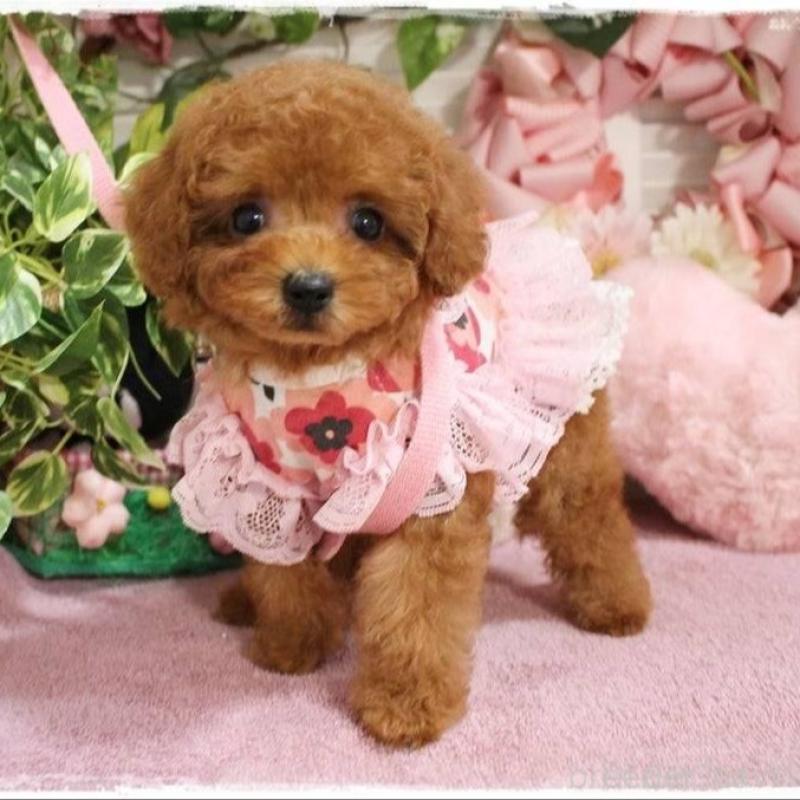 販売中の岡山県のタイニープードル-424529の6枚目