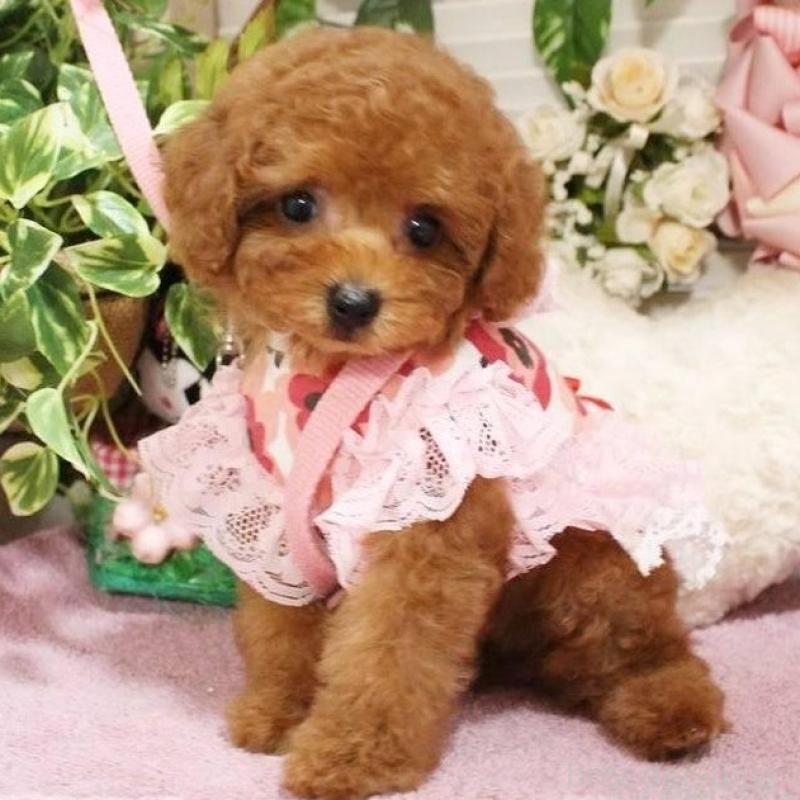 販売中の岡山県のタイニープードル-424529の1枚目