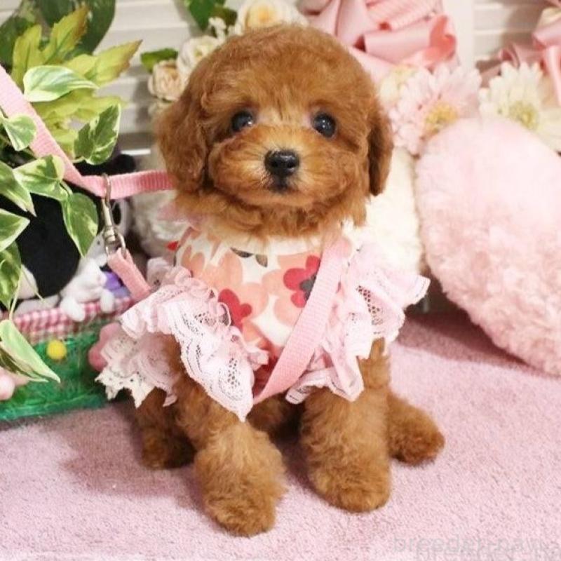 販売中の岡山県のタイニープードル-424529の5枚目