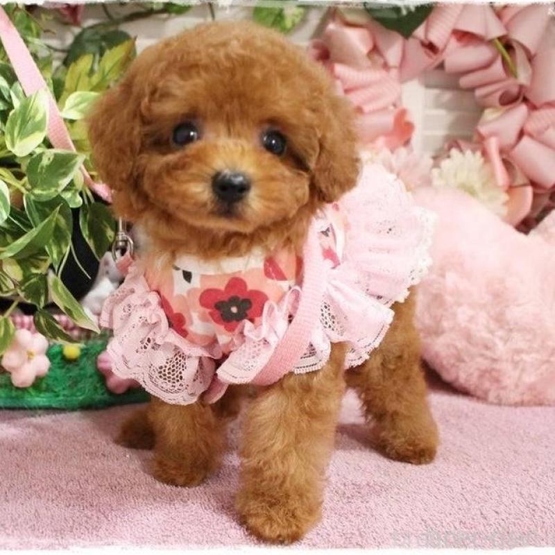 販売中の岡山県のタイニープードル-424529の4枚目