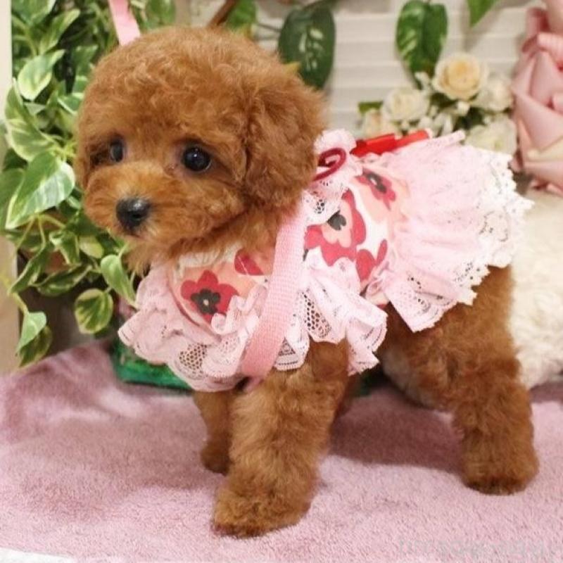 販売中の岡山県のタイニープードル-424529の3枚目