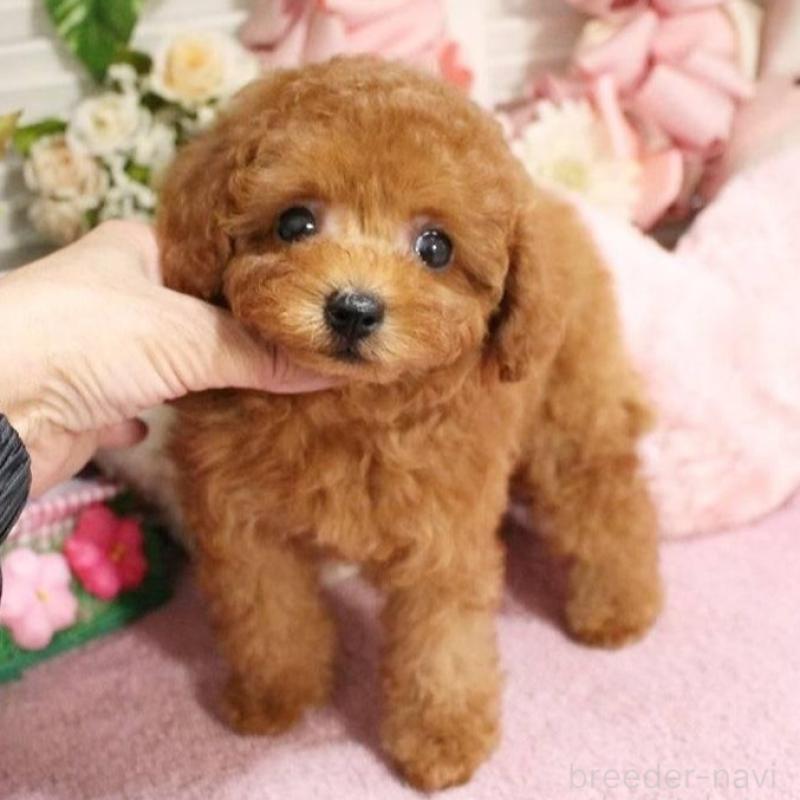 販売中の岡山県のタイニープードル-424529の2枚目