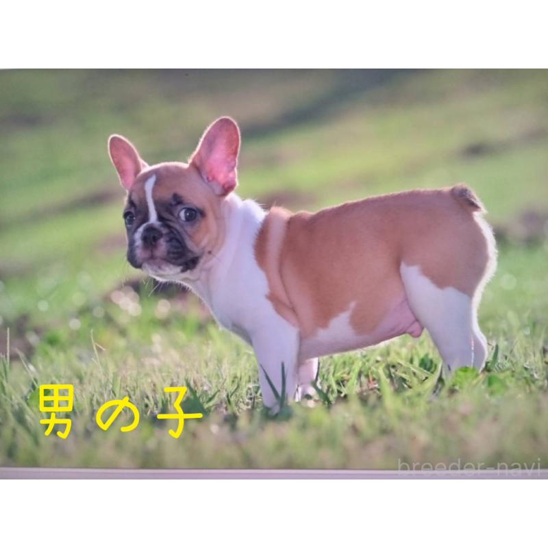販売中の千葉県のフレンチブルドッグ-424530の5枚目