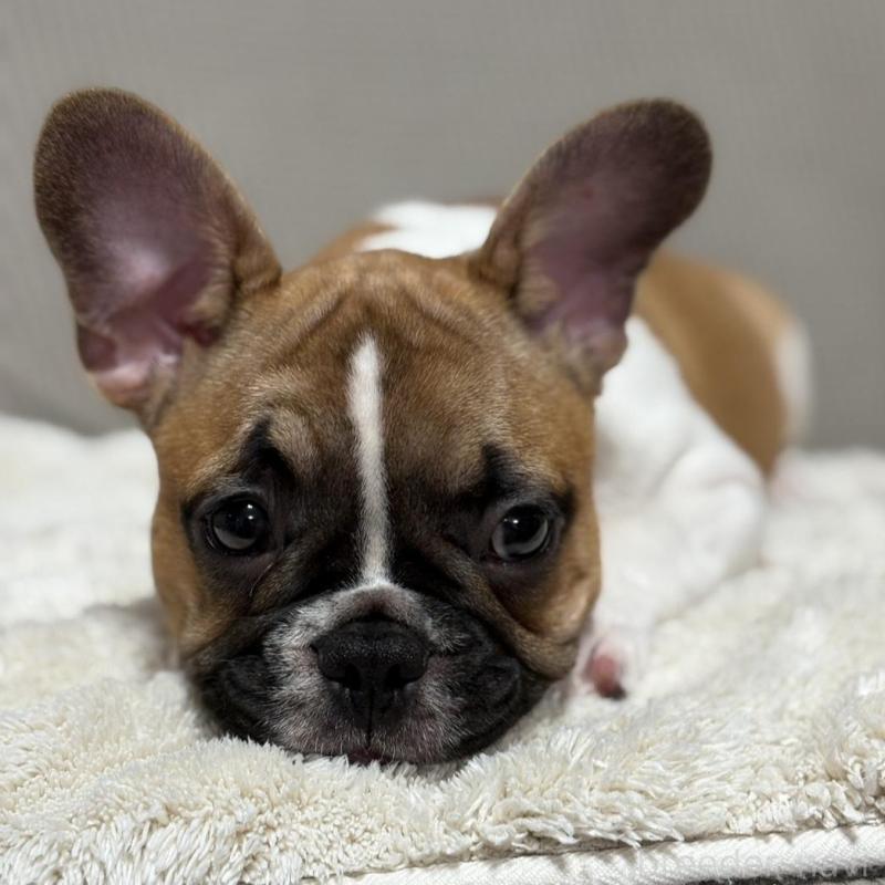販売中の千葉県のフレンチブルドッグ-424530の4枚目