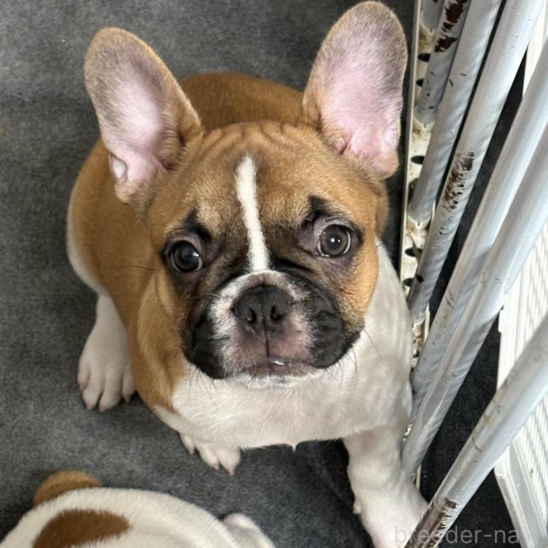 販売中の千葉県のフレンチブルドッグ-424530の3枚目