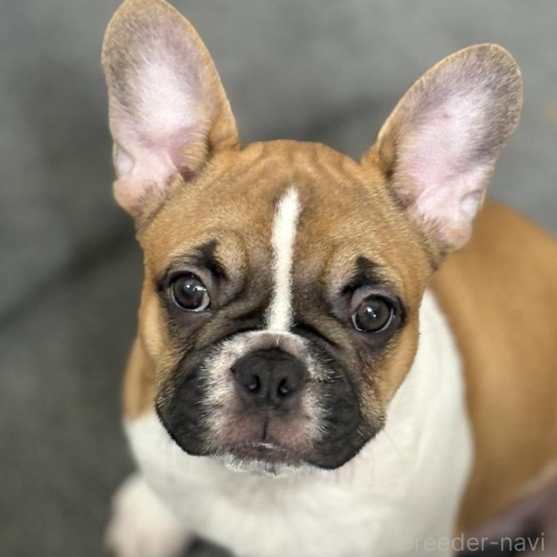 販売中の千葉県のフレンチブルドッグ-424530の1枚目