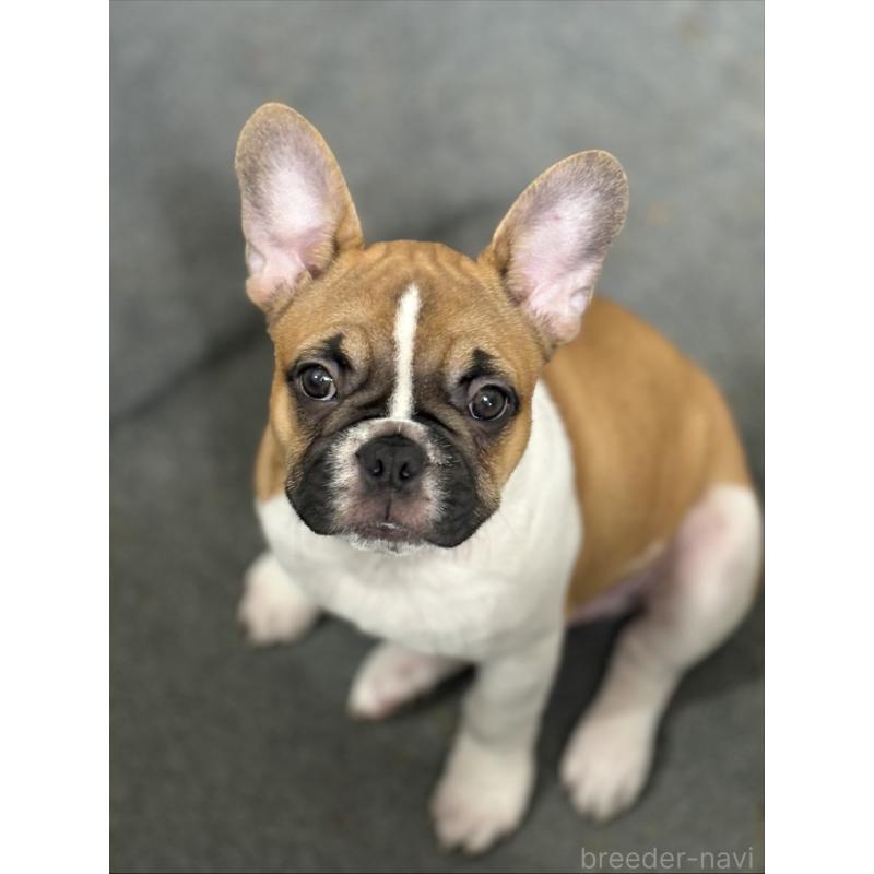 販売中の千葉県のフレンチブルドッグ-424530の2枚目