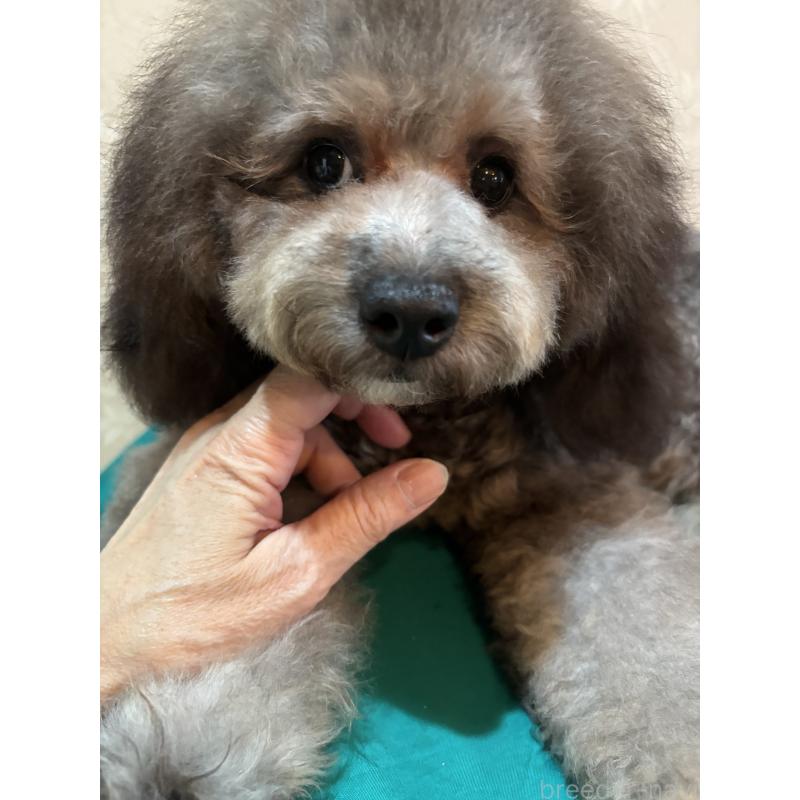 販売中の宮崎県のトイプードル-394608の2枚目