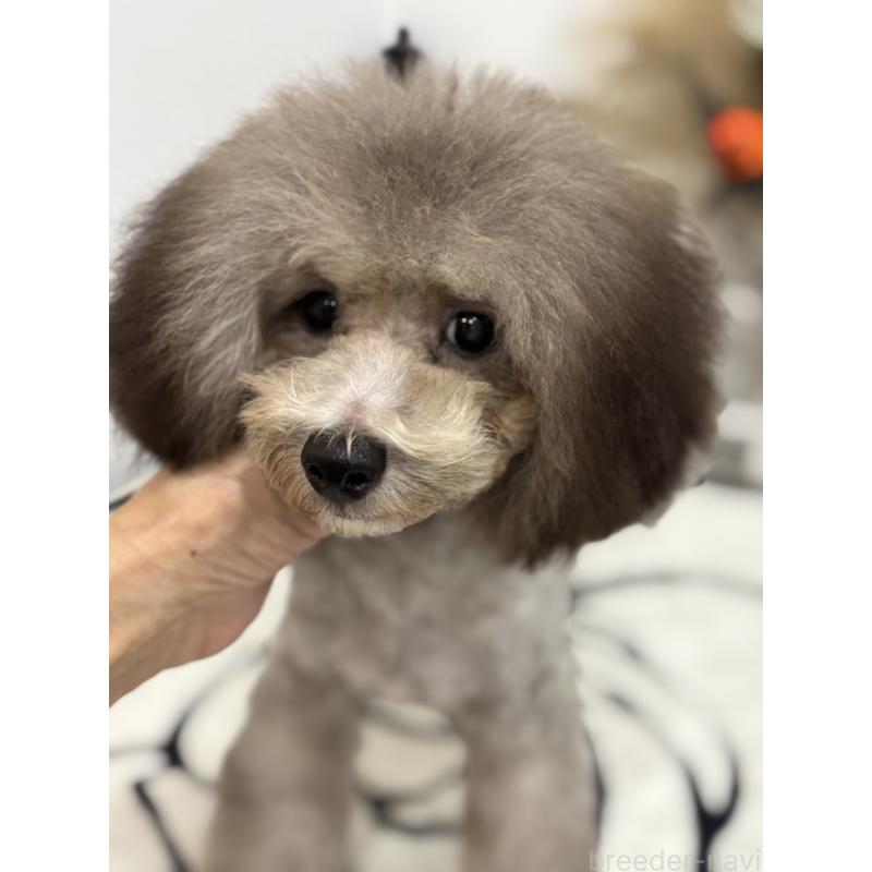 販売中の宮崎県のティーカッププードル-424531の4枚目