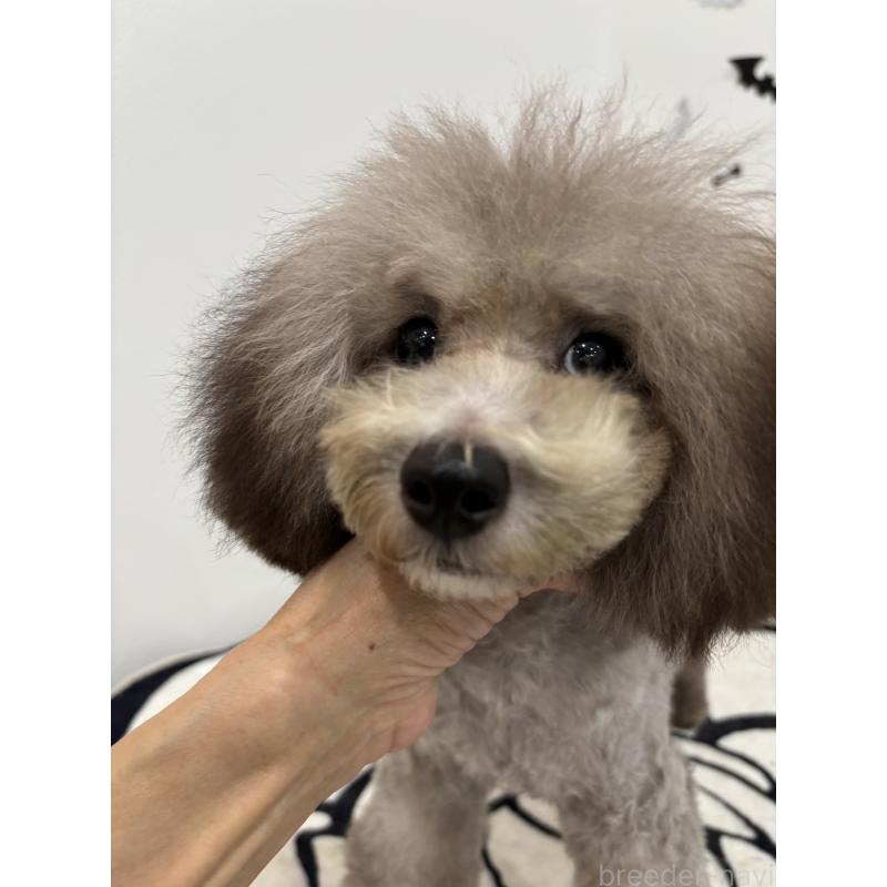 販売中の宮崎県のティーカッププードル-424531の3枚目