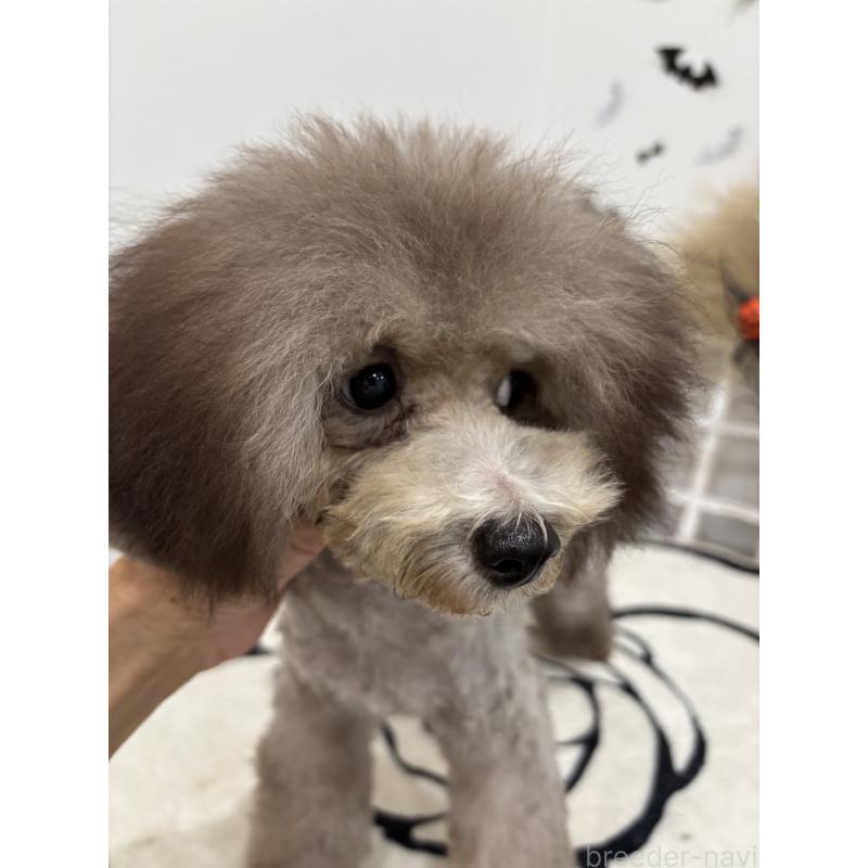 販売中の宮崎県のティーカッププードル-424531の2枚目