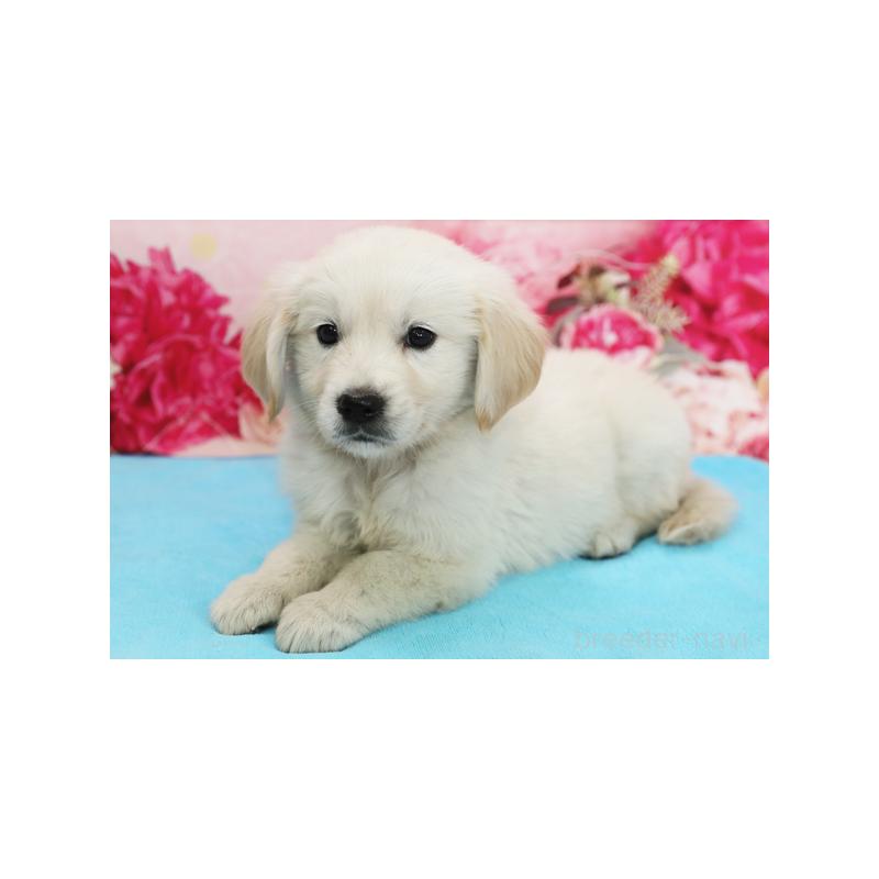 販売中の神奈川県のゴールデンレトリーバー-414634