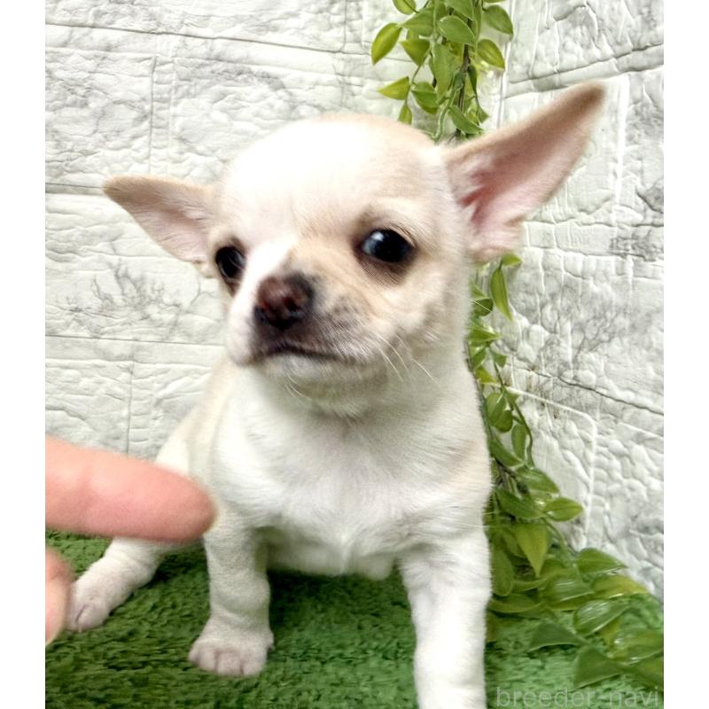 販売中の埼玉県のチワワ(スムースコート)-424532の8枚目