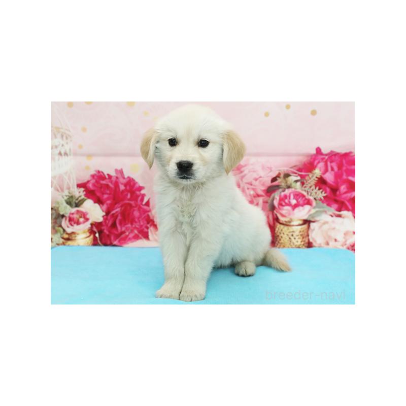 販売中の神奈川県のゴールデンレトリーバー-414635