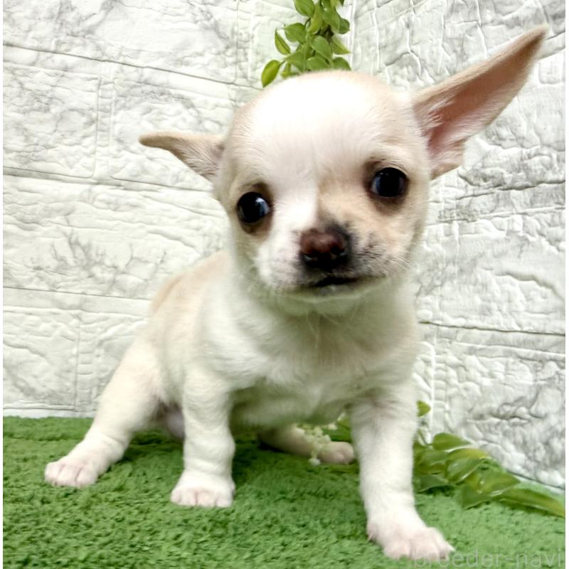 販売中の埼玉県のチワワ(スムースコート)-424532の7枚目