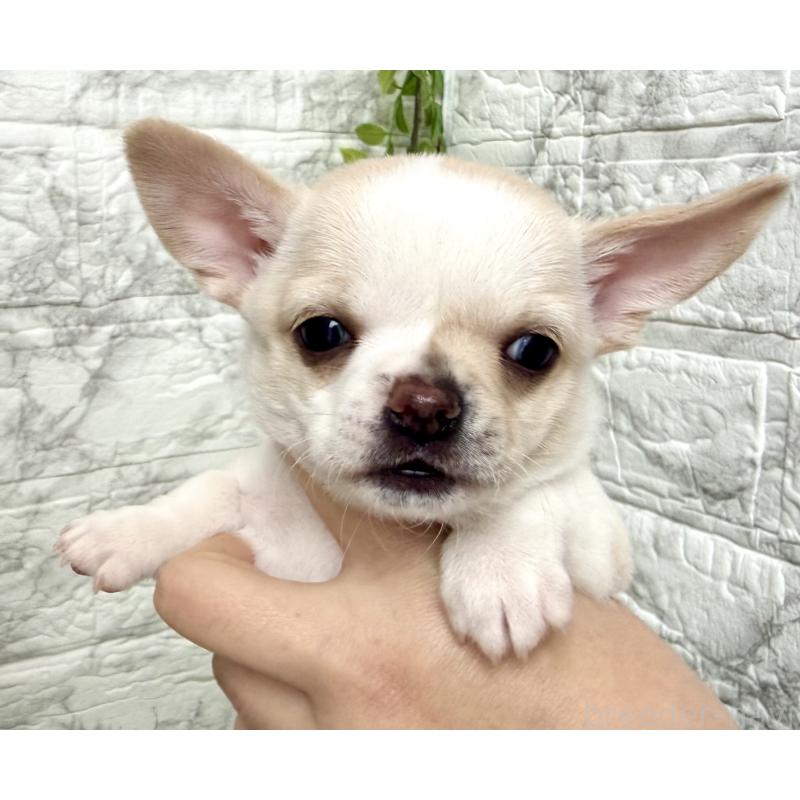 販売中の埼玉県のチワワ(スムースコート)-424532の5枚目