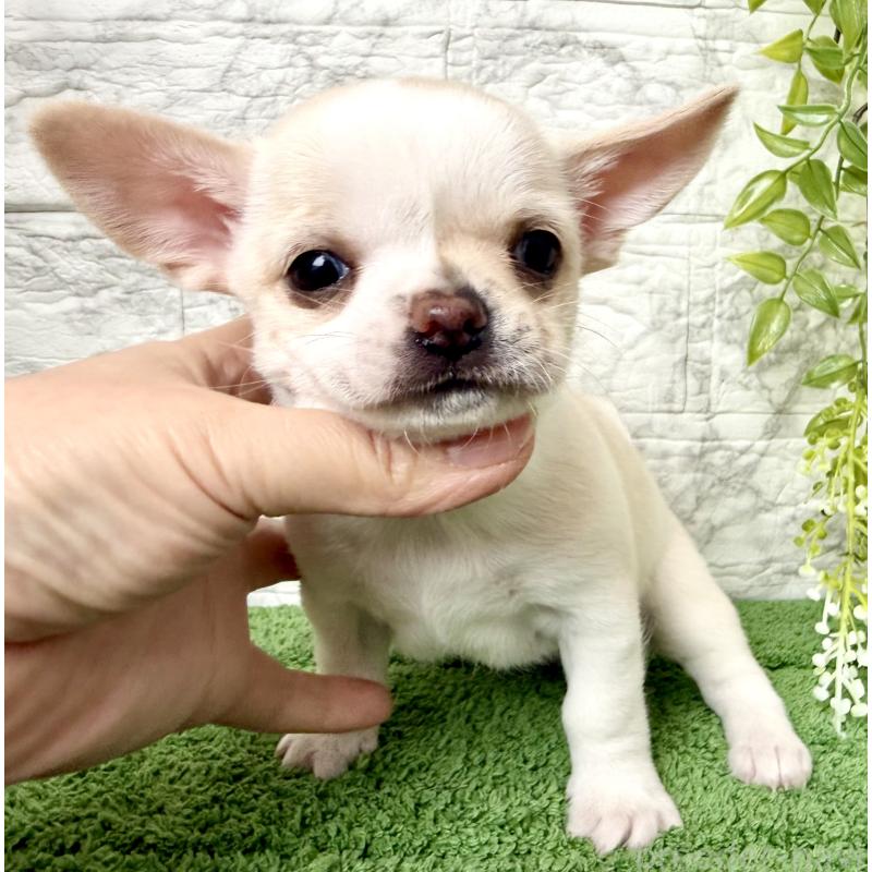 販売中の埼玉県のチワワ(スムースコート)-424532の4枚目