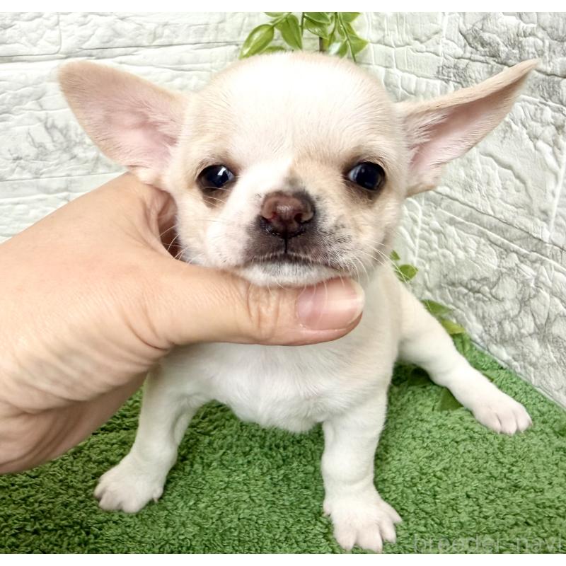 販売中の埼玉県のチワワ(スムースコート)-424532の3枚目