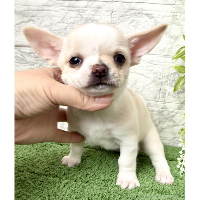 販売中の埼玉県のチワワ(スムースコート)-424532の2枚目