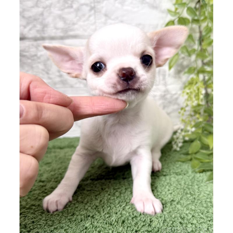 販売中の埼玉県のチワワ(スムースコート)-424533の7枚目