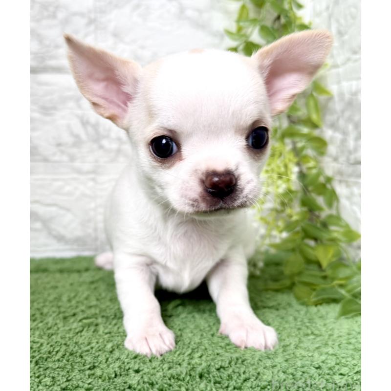 販売中の埼玉県のチワワ(スムースコート)-424533の6枚目