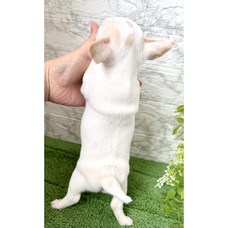 販売中の埼玉県のチワワ(スムースコート)-424533の5枚目