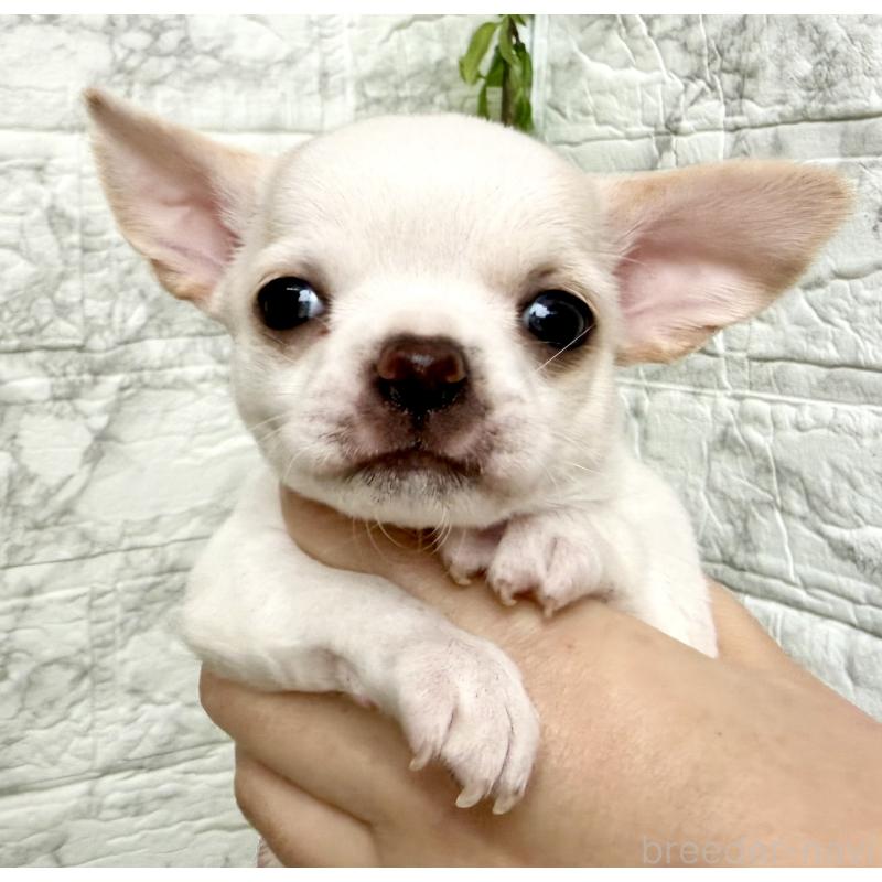 販売中の埼玉県のチワワ(スムースコート)-424533の4枚目