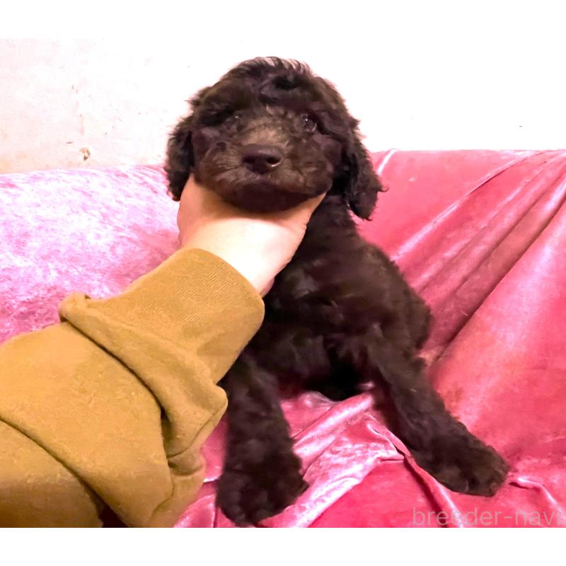 販売中の大阪府のスタンダードプードル-424534の1枚目