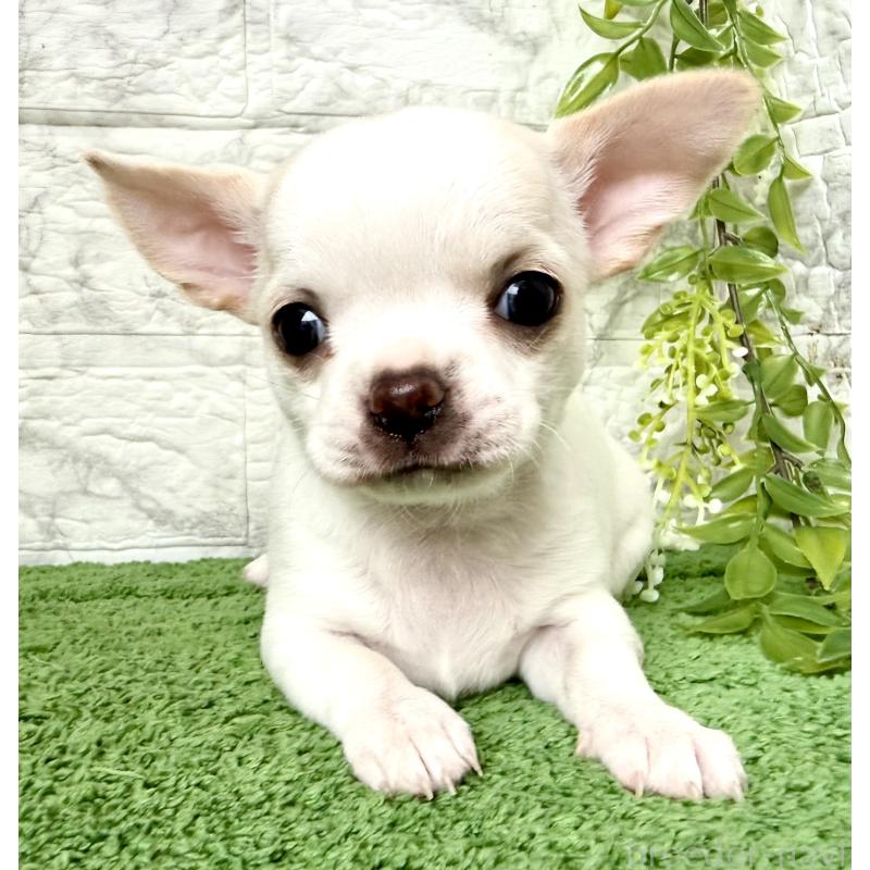 販売中の埼玉県のチワワ(スムースコート)-424533の3枚目