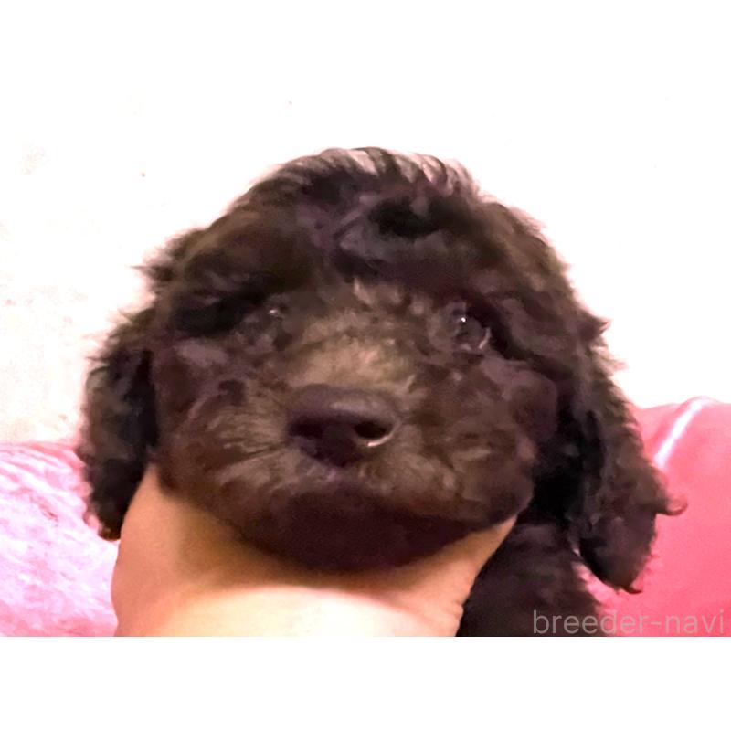 販売中の大阪府のスタンダードプードル-424534の5枚目