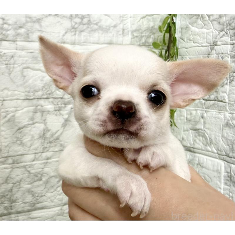 販売中の埼玉県のチワワ(スムースコート)-424533の2枚目