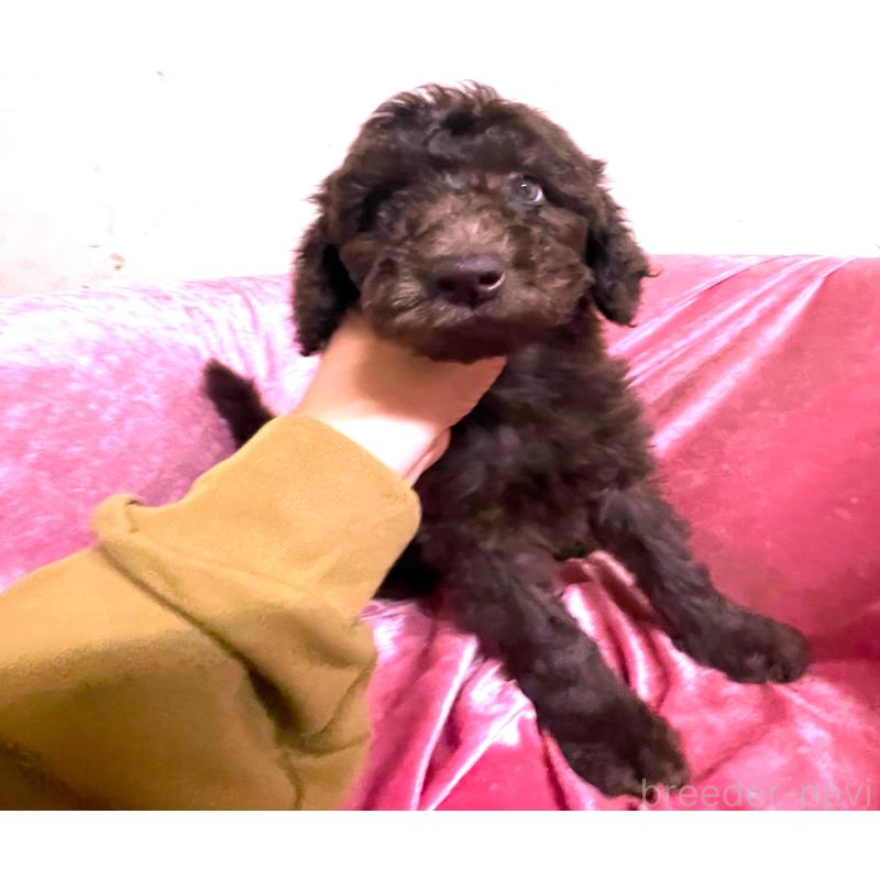 販売中の大阪府のスタンダードプードル-424534の4枚目