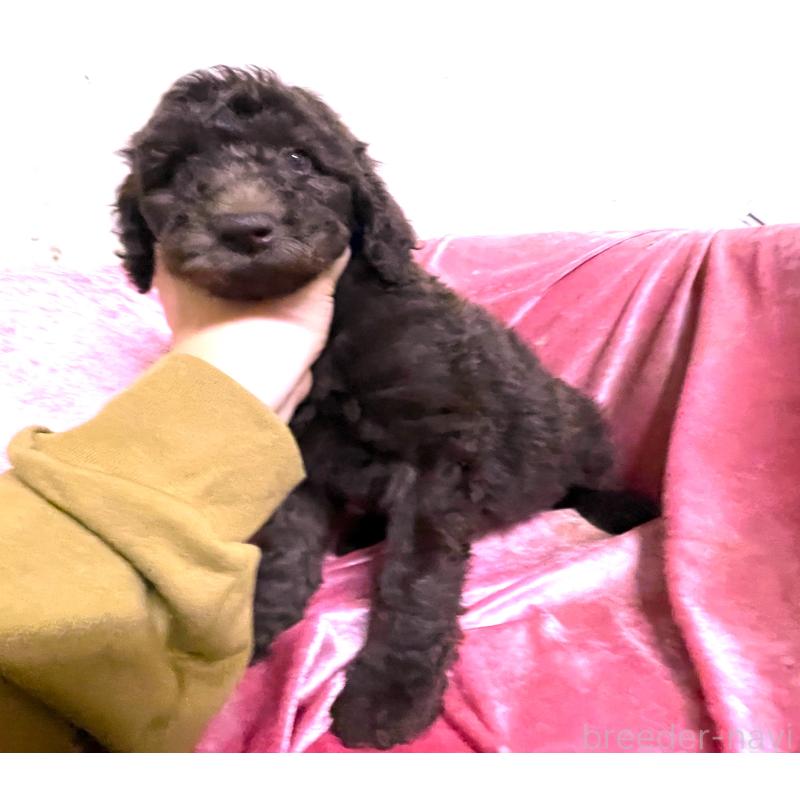 販売中の大阪府のスタンダードプードル-424534の3枚目