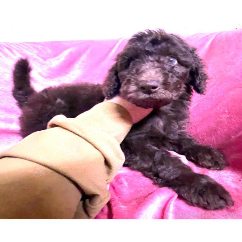 販売中の大阪府のスタンダードプードル-424534の2枚目