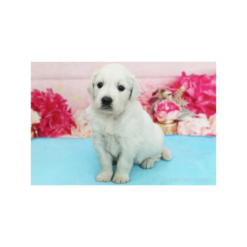 販売中の神奈川県のゴールデンレトリーバー-422103