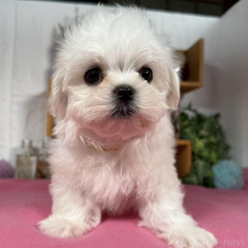 成約済の神奈川県のマルチーズ-421967の3枚目