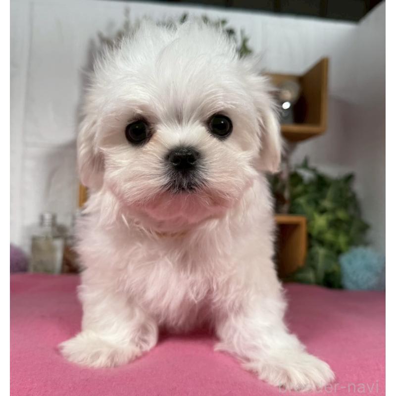 成約済の神奈川県のマルチーズ-421967の1枚目